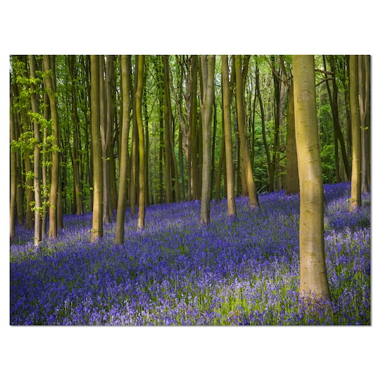 Designart - Bluebell Woods in Oxfordshire